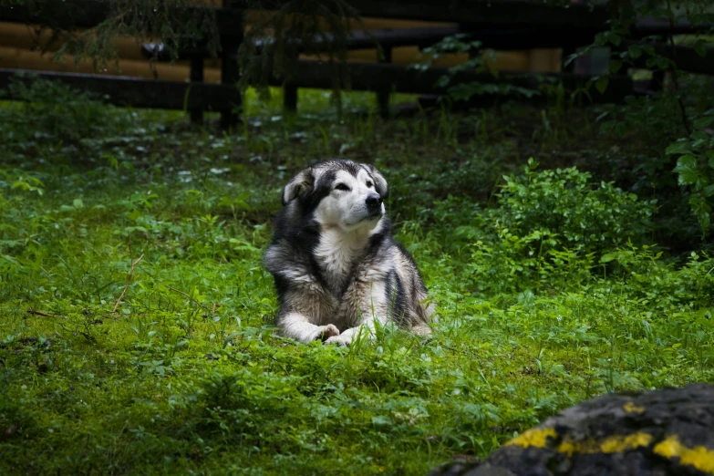 a large dog standing in a lush green field