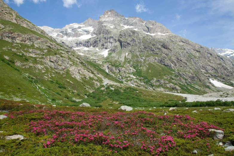 this is a flower garden near a mountain