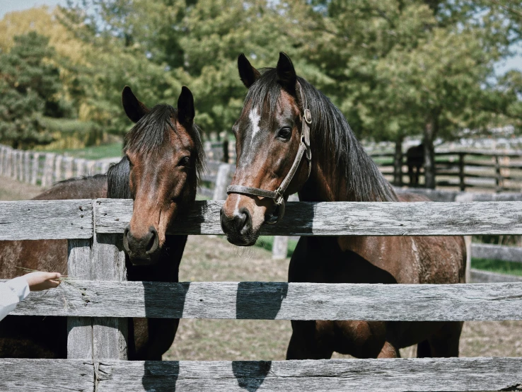 two horses peeking over a wooden fence, and a person standing near