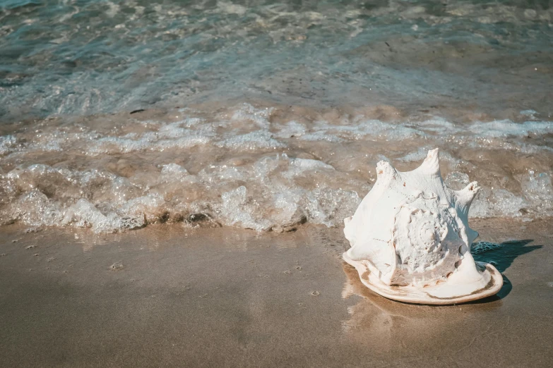 an ice - covered seashore cone laying on the sand by the water