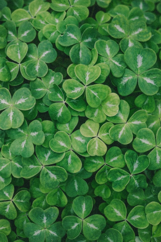 a green field full of three leaf clovers