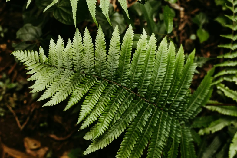 a plant with green leaves is in the middle of a forest