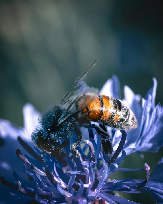 the insect is getting ready to pollter the flower