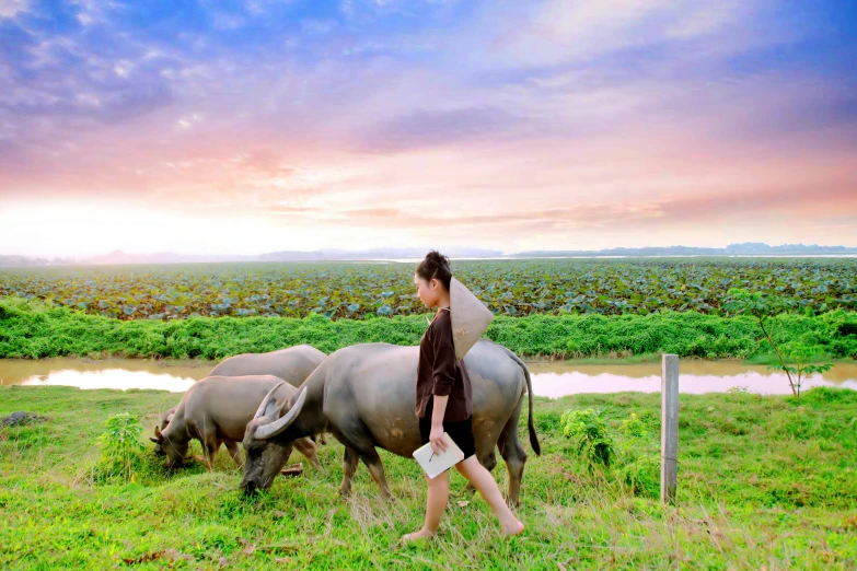 a person walking in the grass near rhinos