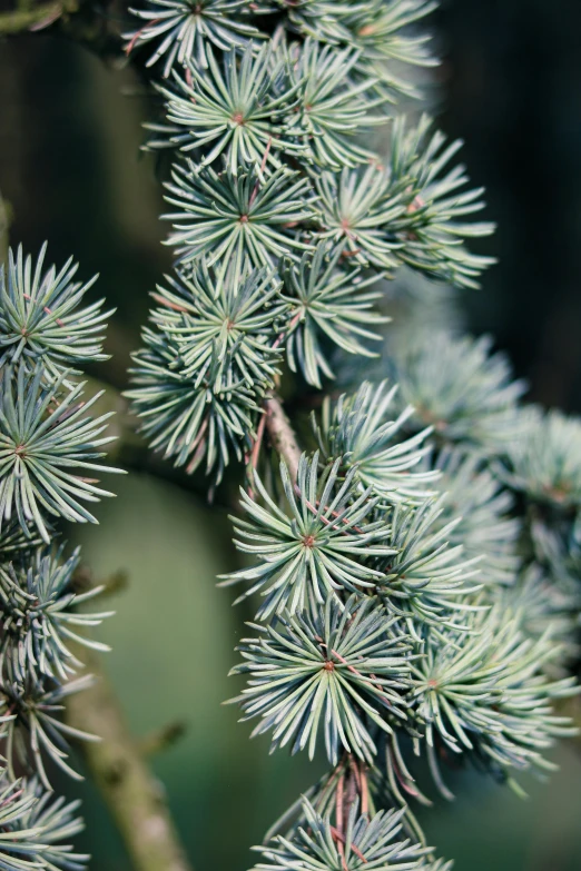 close up view of needles on a tree