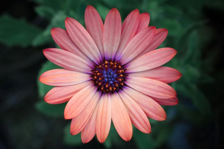 closeup of a large pink flower with leaves in the background