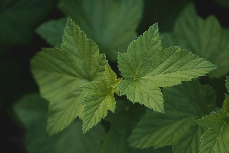 two green leaves of a leafy tree