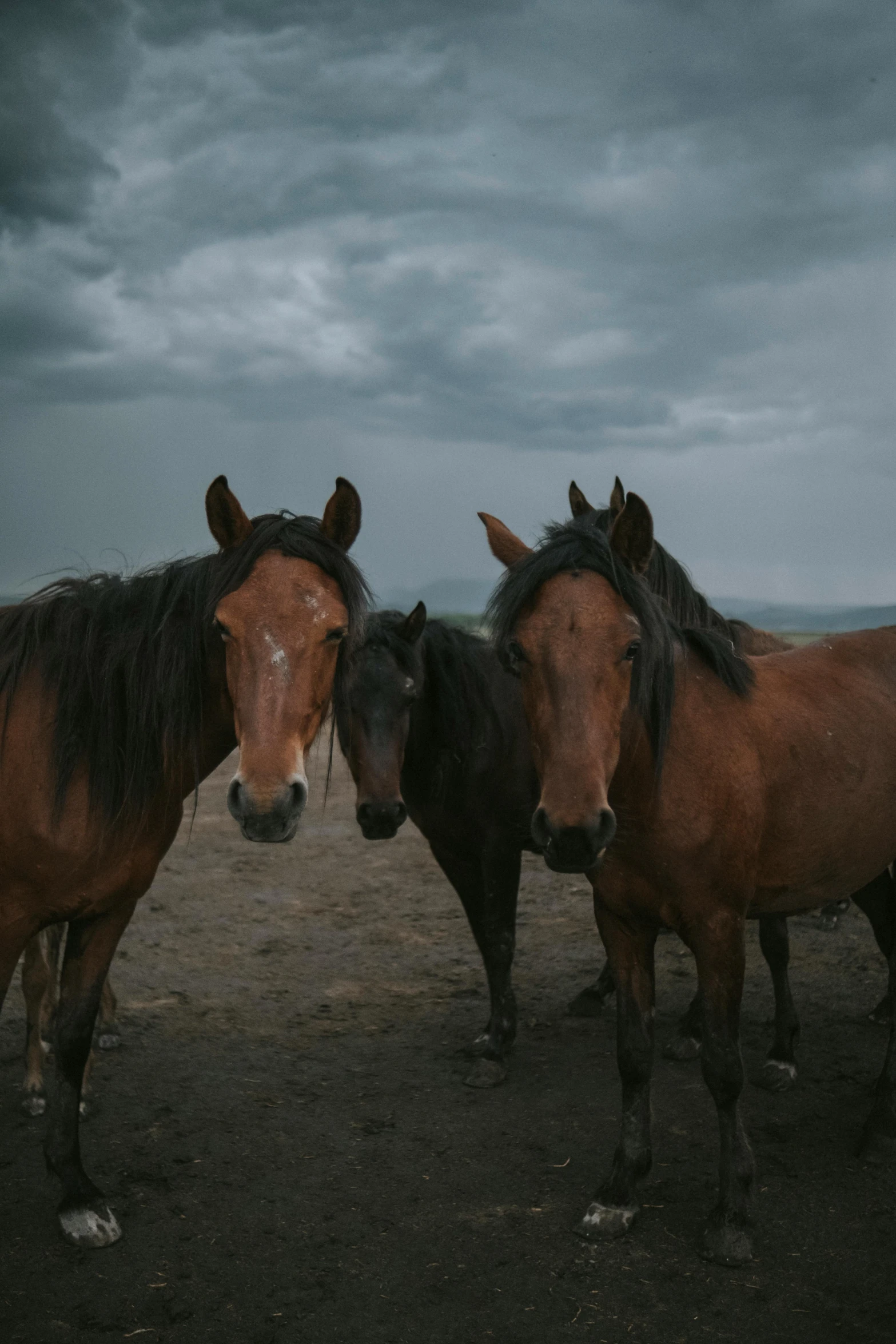 two brown and black horses standing next to each other