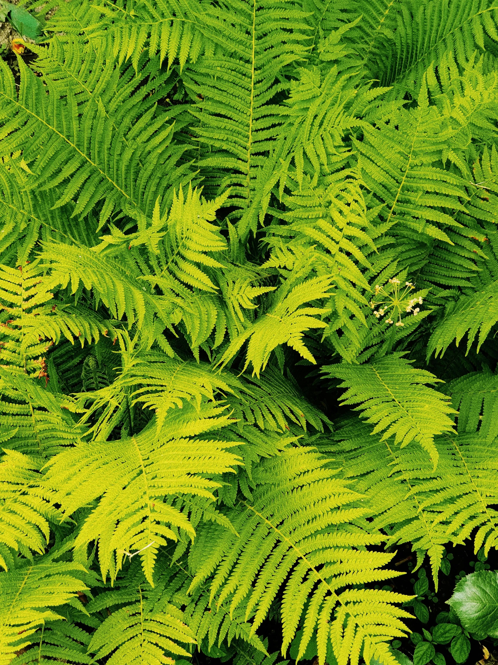 a large green fern grows next to leaves