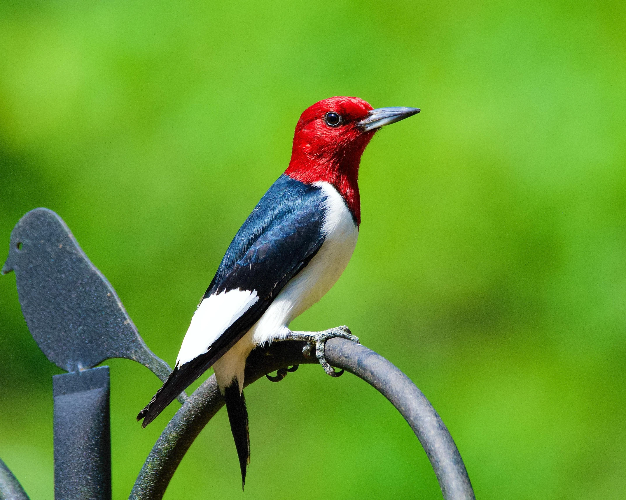 a blue and white bird on top of a metal bar