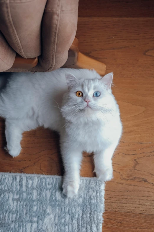 a white cat sitting on top of a rug