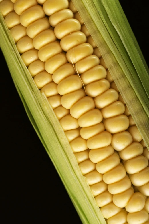 an image of a corn ear in the dark