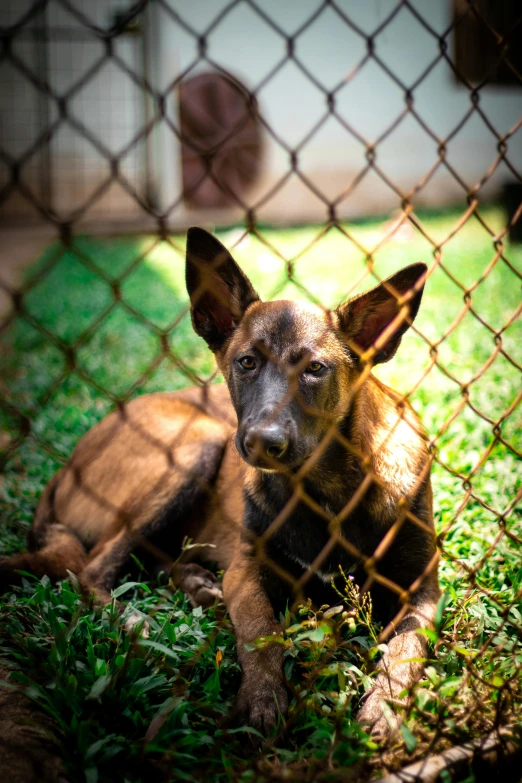 a brown dog laying on top of grass behind a chain link fence