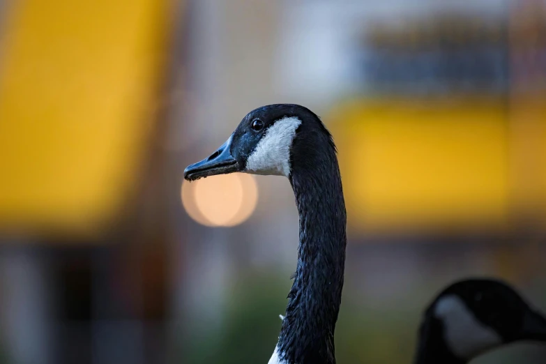 a bird with white patches is looking to the left