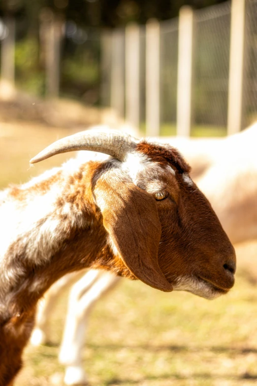 a goat with a long white and brown horn stands in the grass