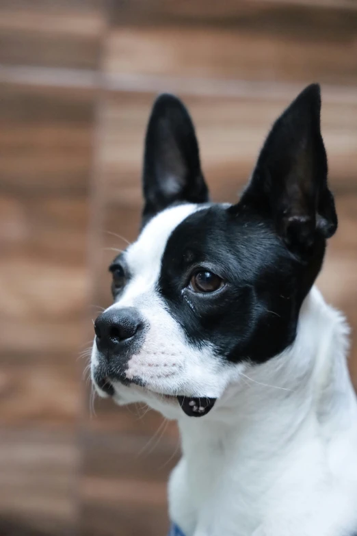 a close up of a dog wearing a collar