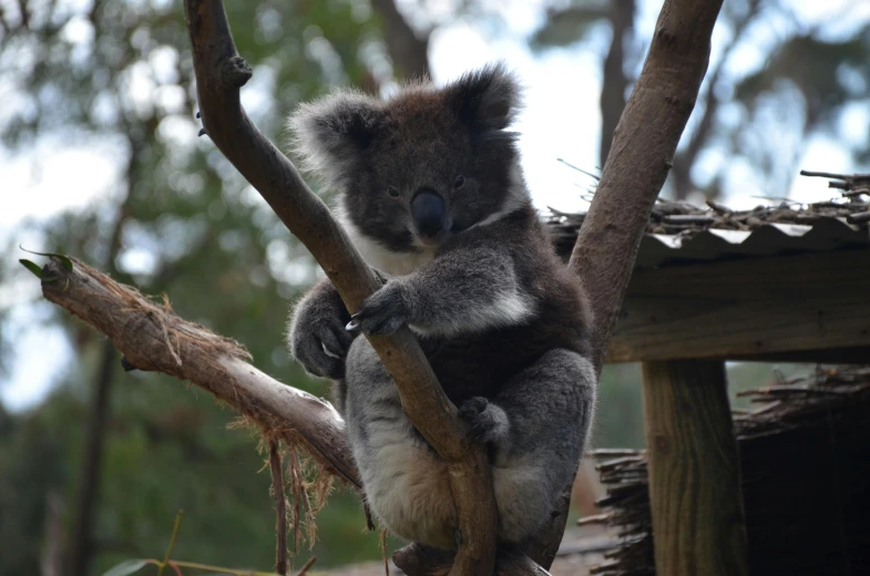 a koala is sitting in a tree and eating soing