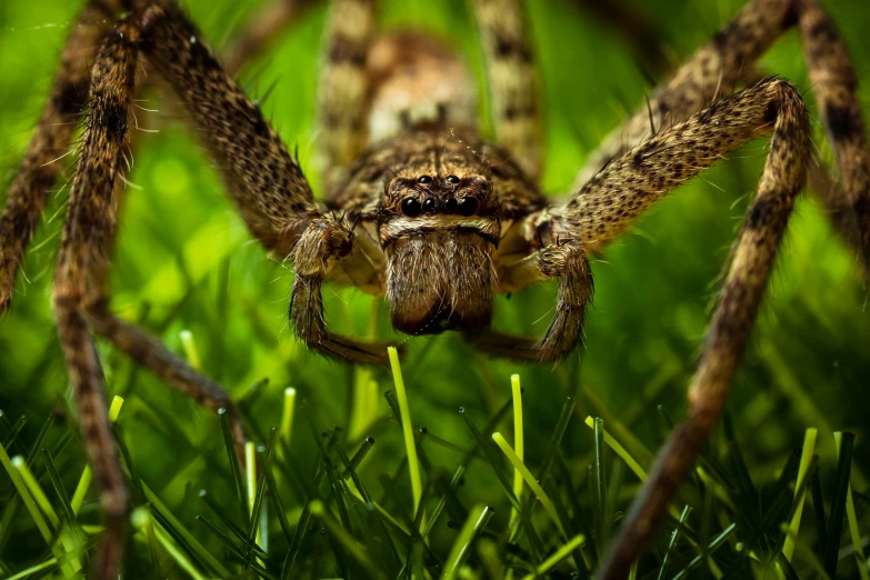 close up of a brown spider on grass