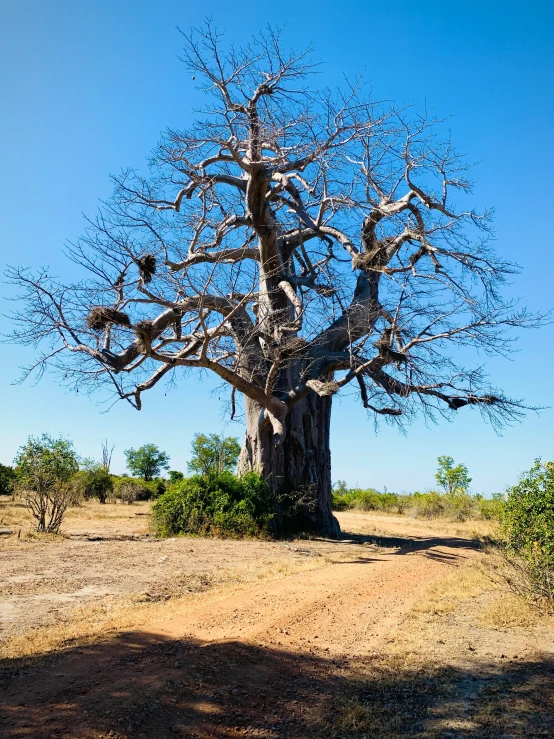 a tree stands in the middle of an arid field