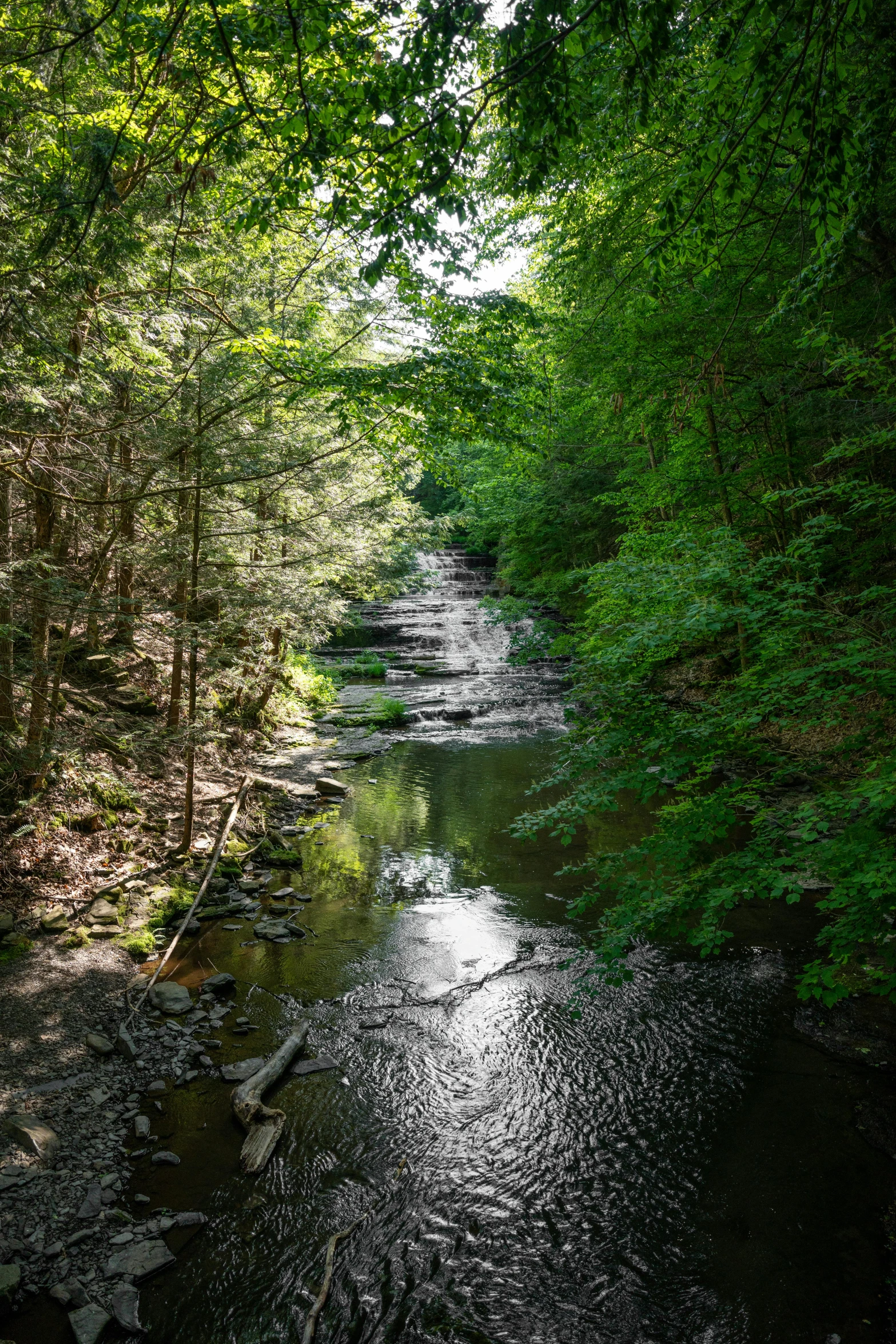 an image of a stream running through the woods