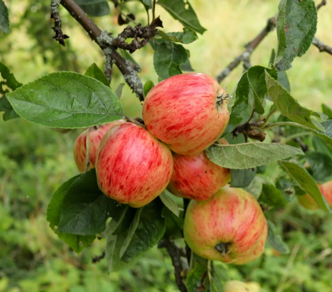 a close up of apples hanging from a tree