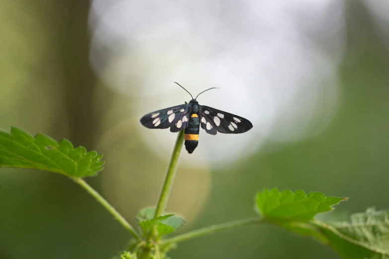 a black and yellow erfly with spots of yellow and white