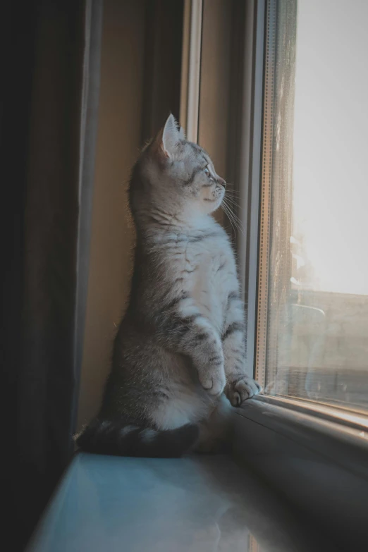 the cat is looking outside the window and playing with the curtains