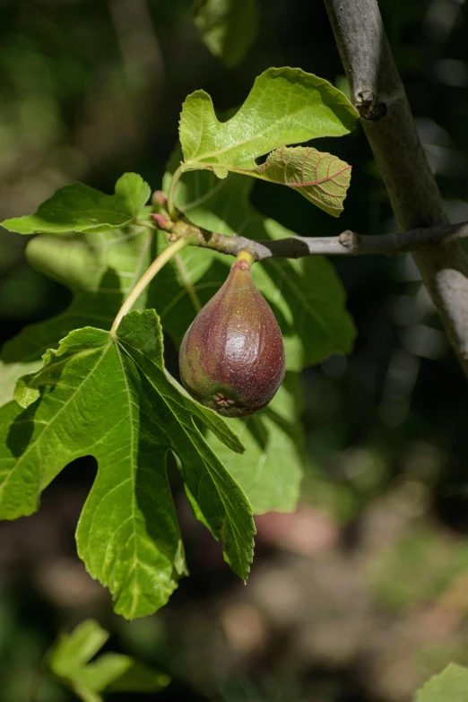 a small nut is hanging on the nch of a tree