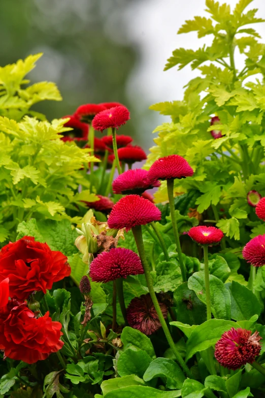 many red flowers with green leaves in front of them