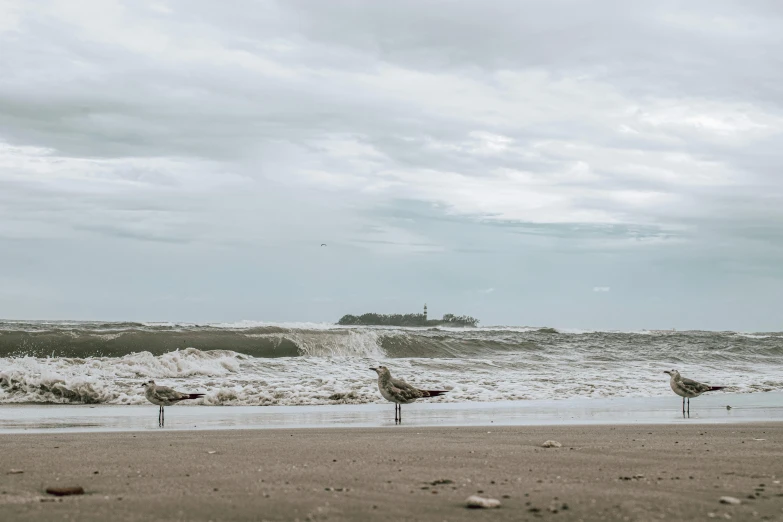 the birds are enjoying their swim by the ocean