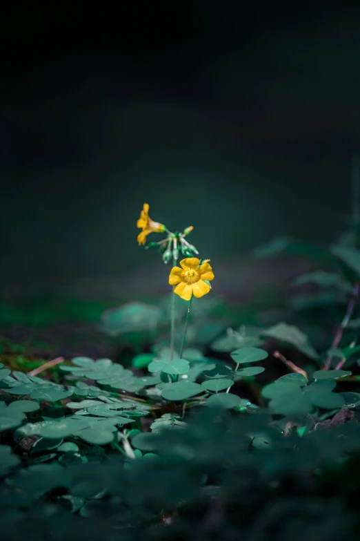 yellow flowers in the green grass on a dark background