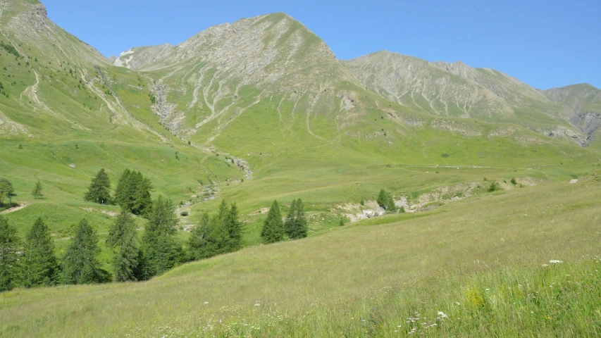 a lush green mountain field with trees and grass