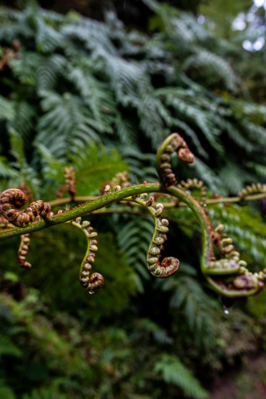 some brown and green plants with brown stems