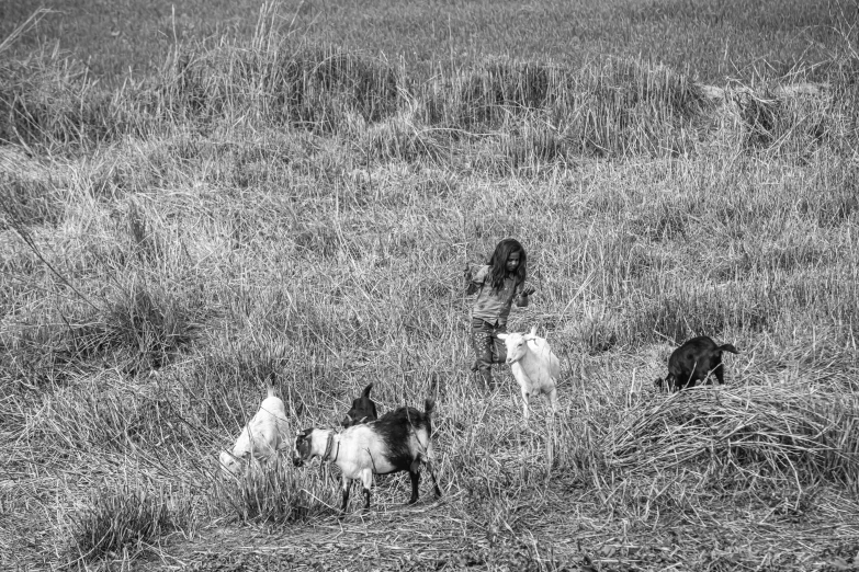 a group of people in a field with goats