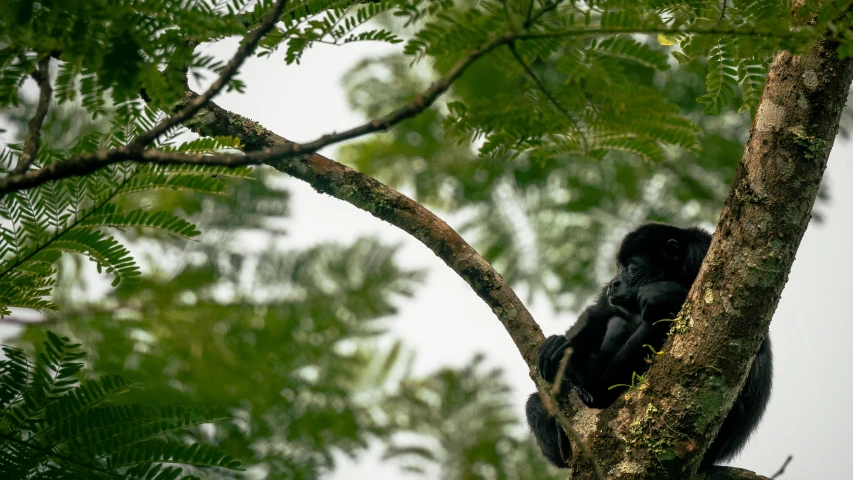 a monkey is sitting in the middle of a tree