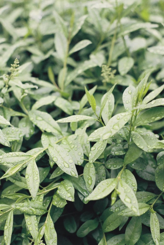 close up of green leaves with rain drops