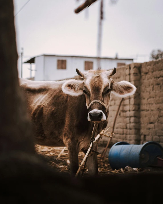 a cow eating straw out of a blue bucket