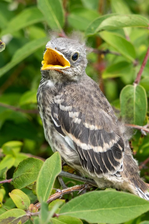 a small bird with soing in its mouth