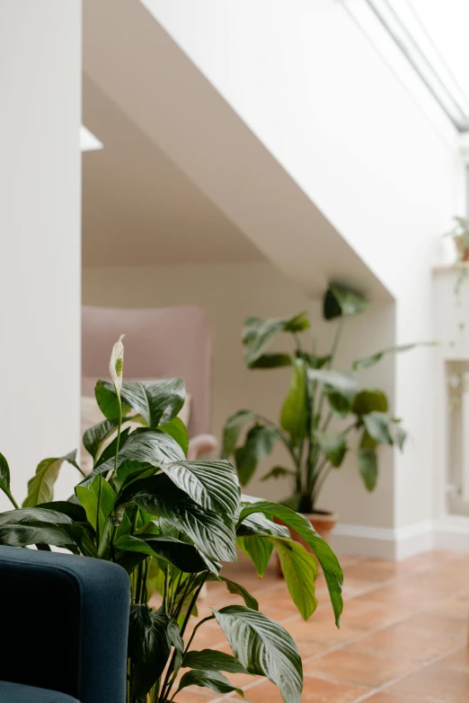 a close up of some plants in a room