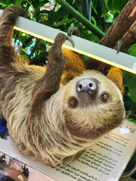 a sloth hangs from a tree nch at the zoo