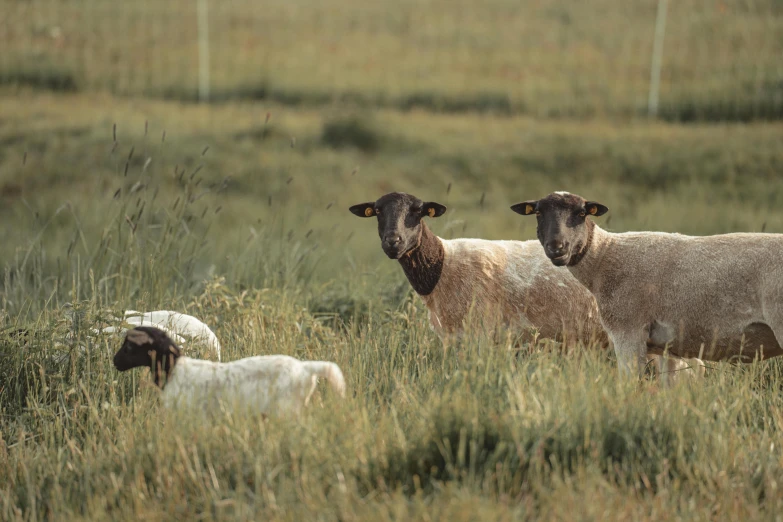 three sheep stand together in the tall grass