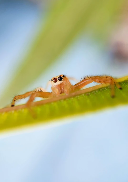 a spider sitting on the edge of a plant
