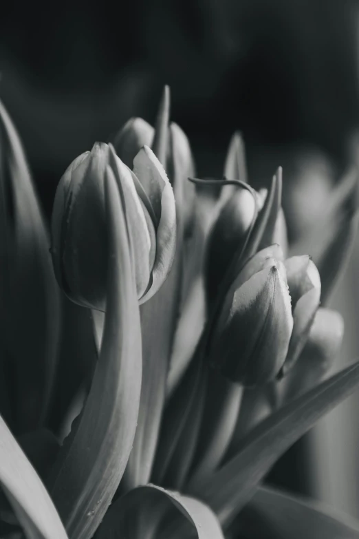 a close up of a flower in black and white