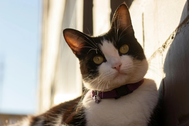 a cat looking out from behind a wall