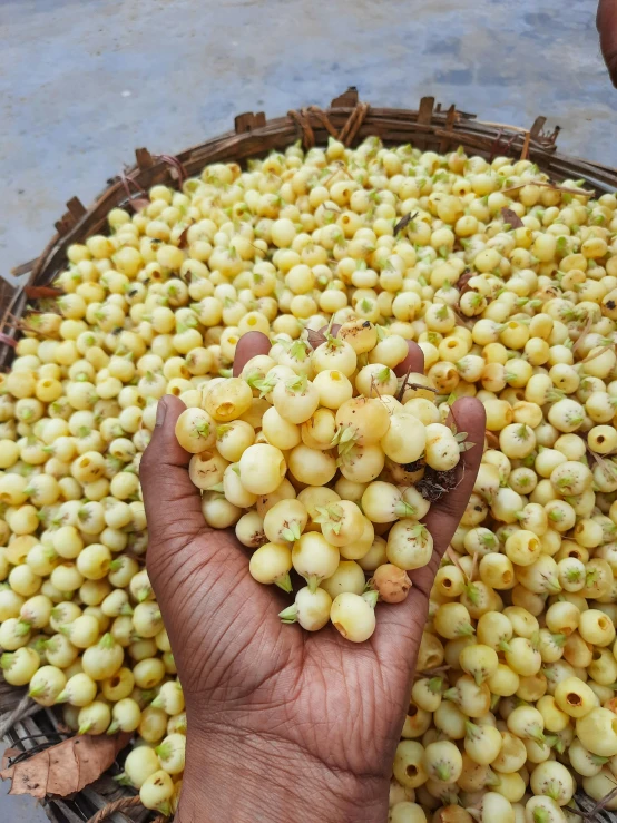 there are many green fruits in the basket