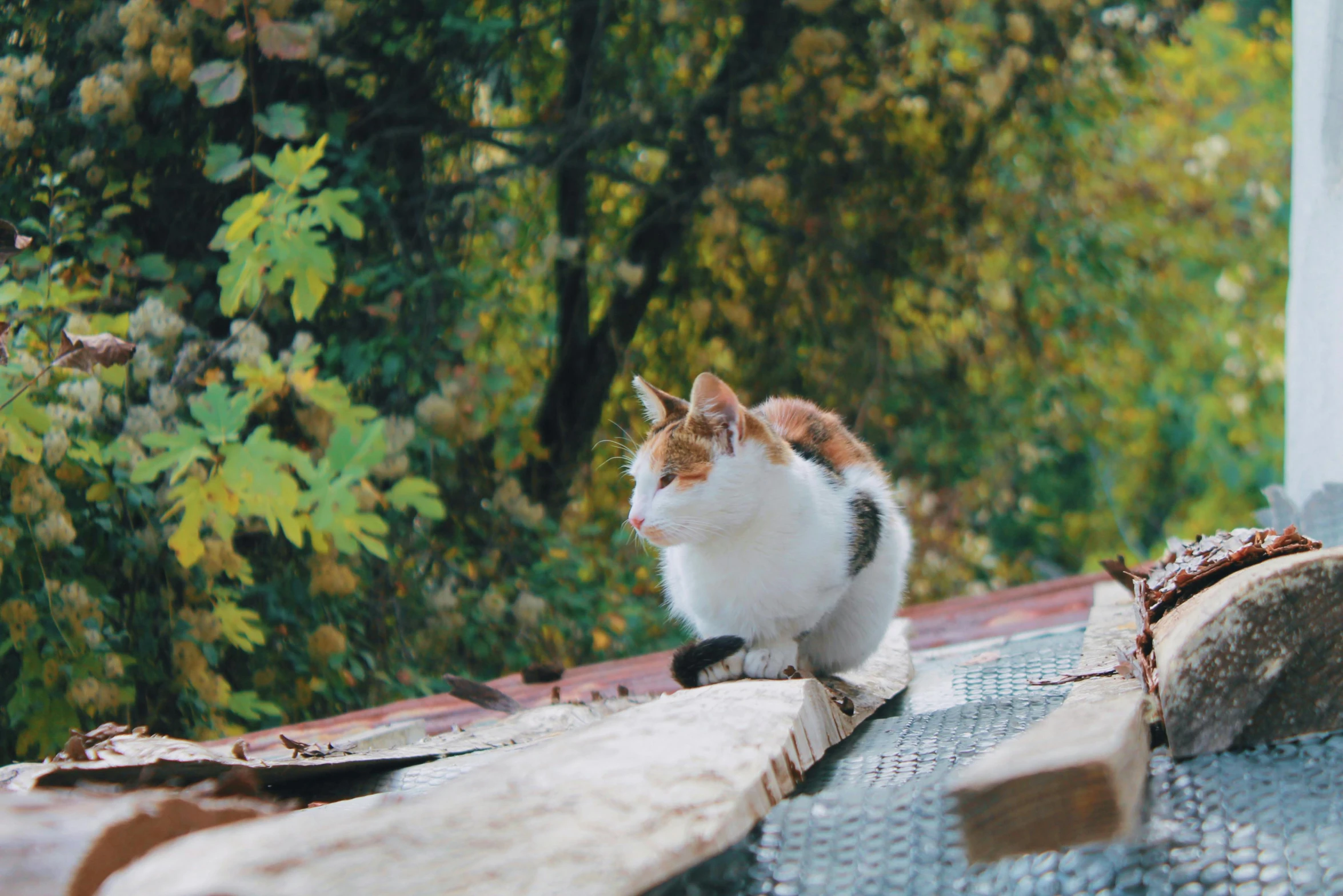 a white and black cat sitting on a wooden plank