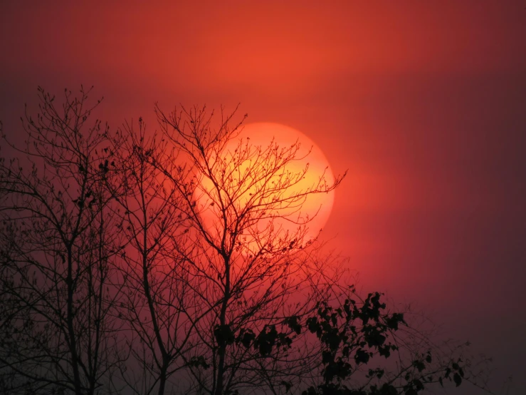 a red sun peeking through fog behind tree nches