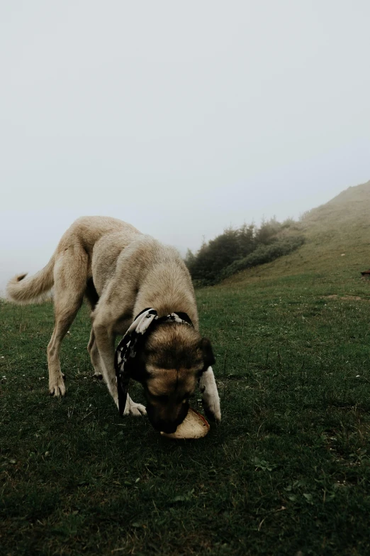 a dog that is standing up in the grass