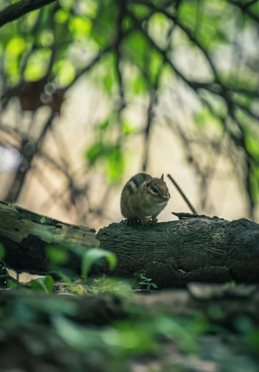 small brown mouse standing on top of an old tree nch