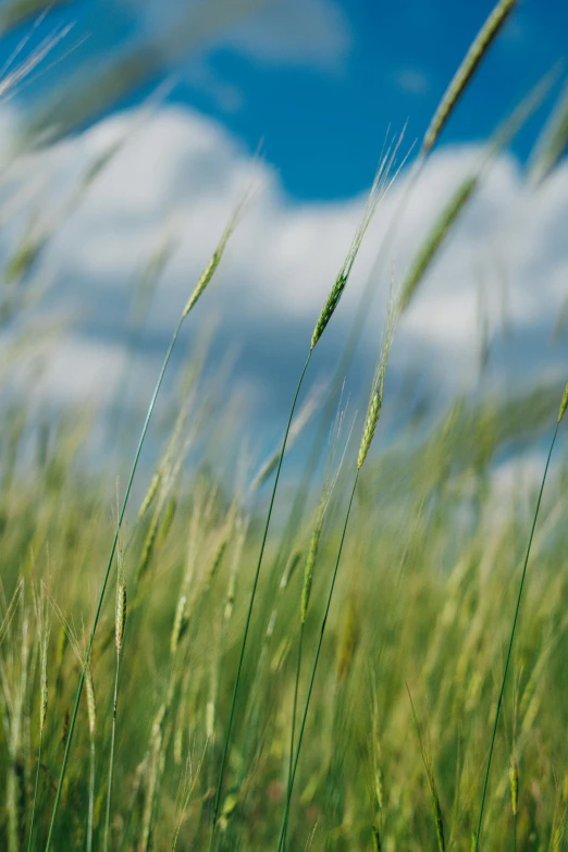 a field with tall green grass and cloudy sky